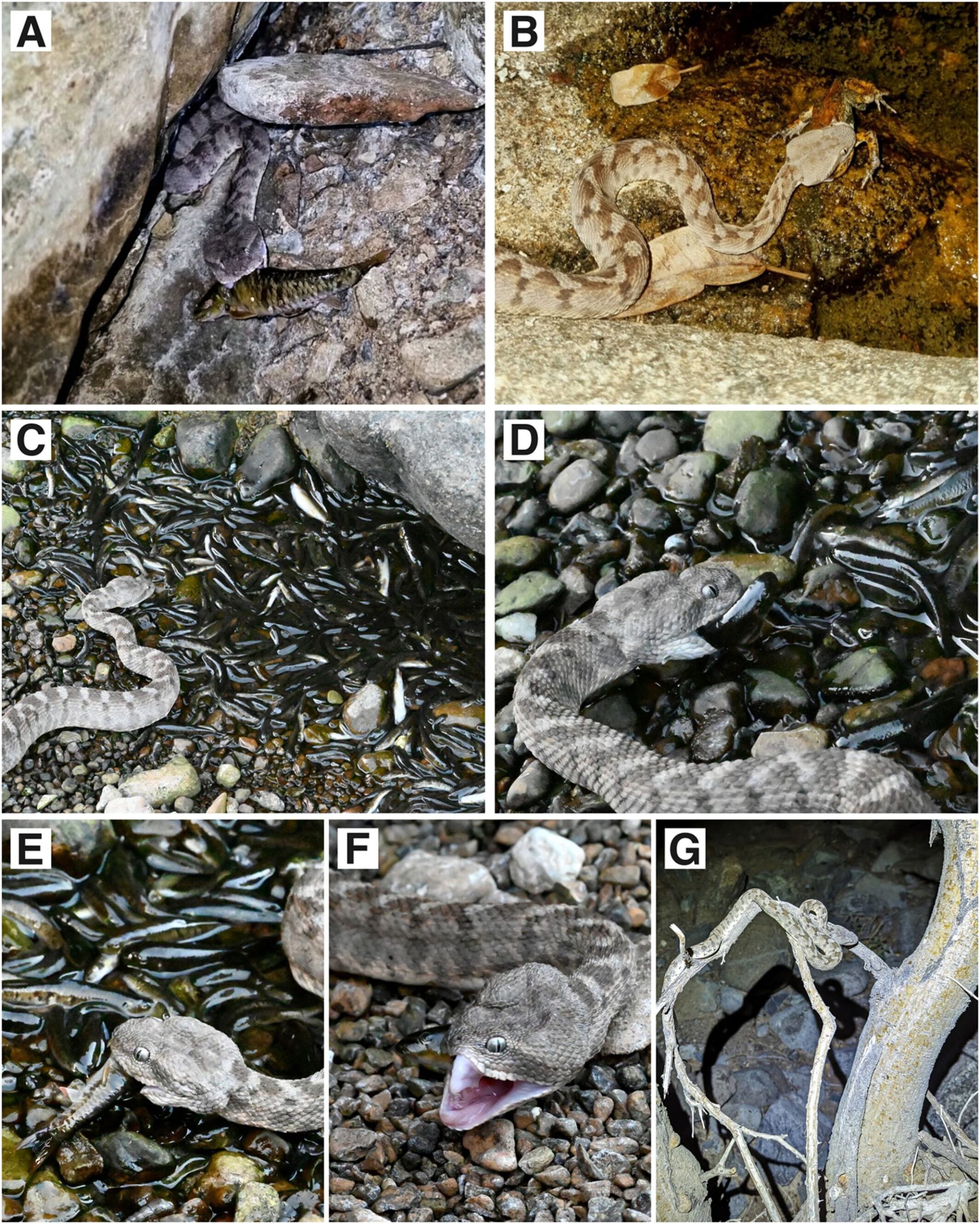 Echis omanensis feeding observations