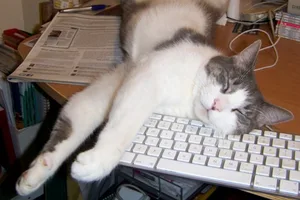 Domesticated-Corbin-the-cat_Liz-Turner_623-27acae7