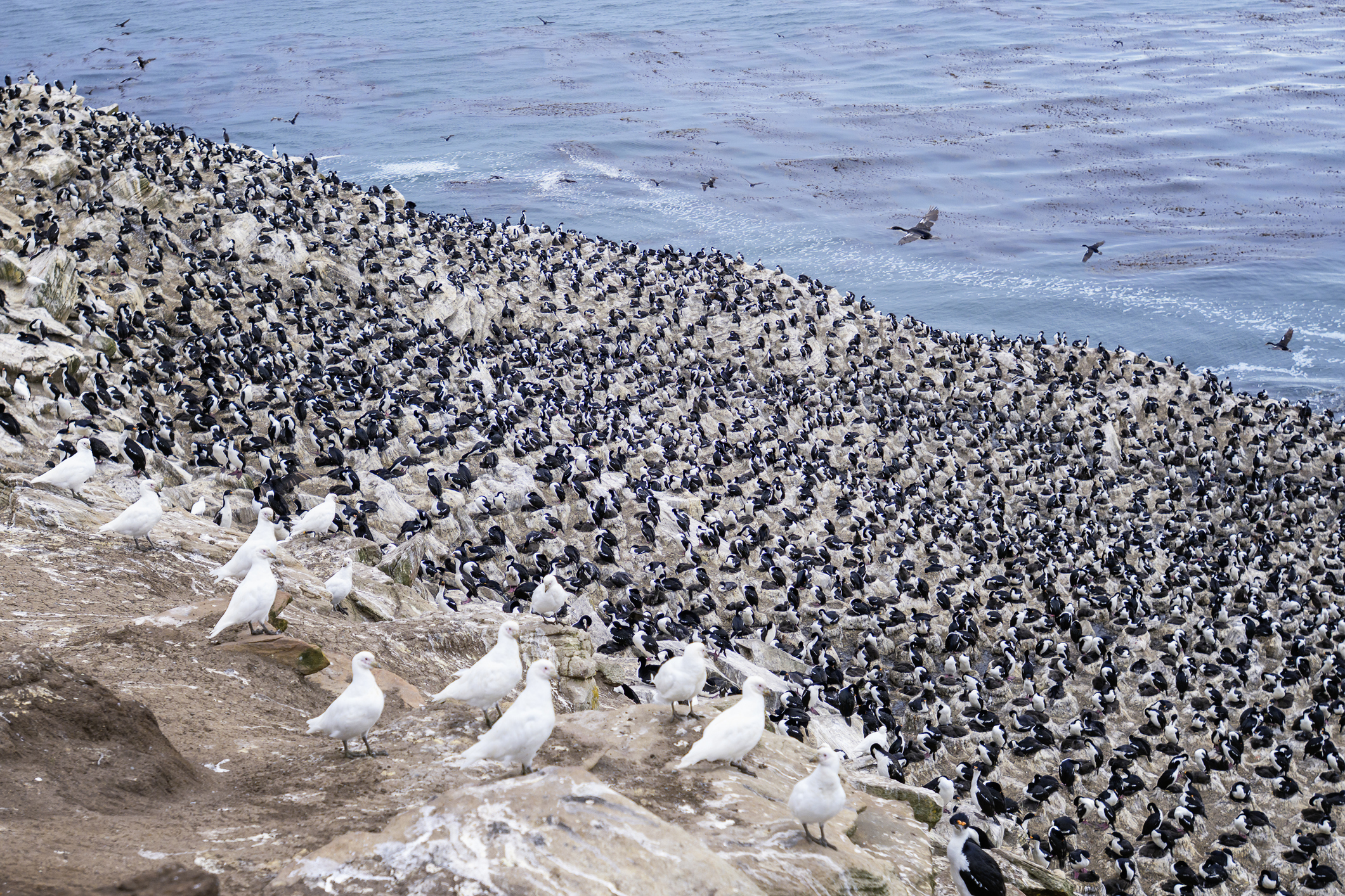 Imperial shag birds at Falkland Islands