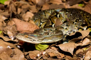 A reticulated python in Singapore's Central Catchment Nature Reserve. © Justin Ong/Getty A reticulated python on dry leaves on the ground.