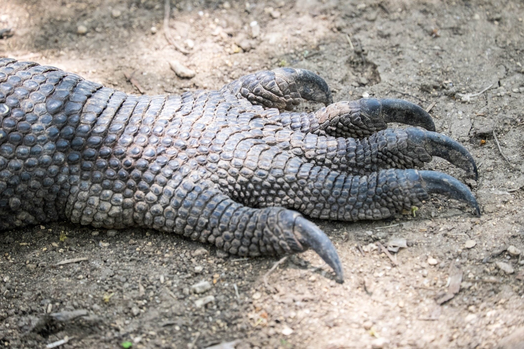 Animal foot