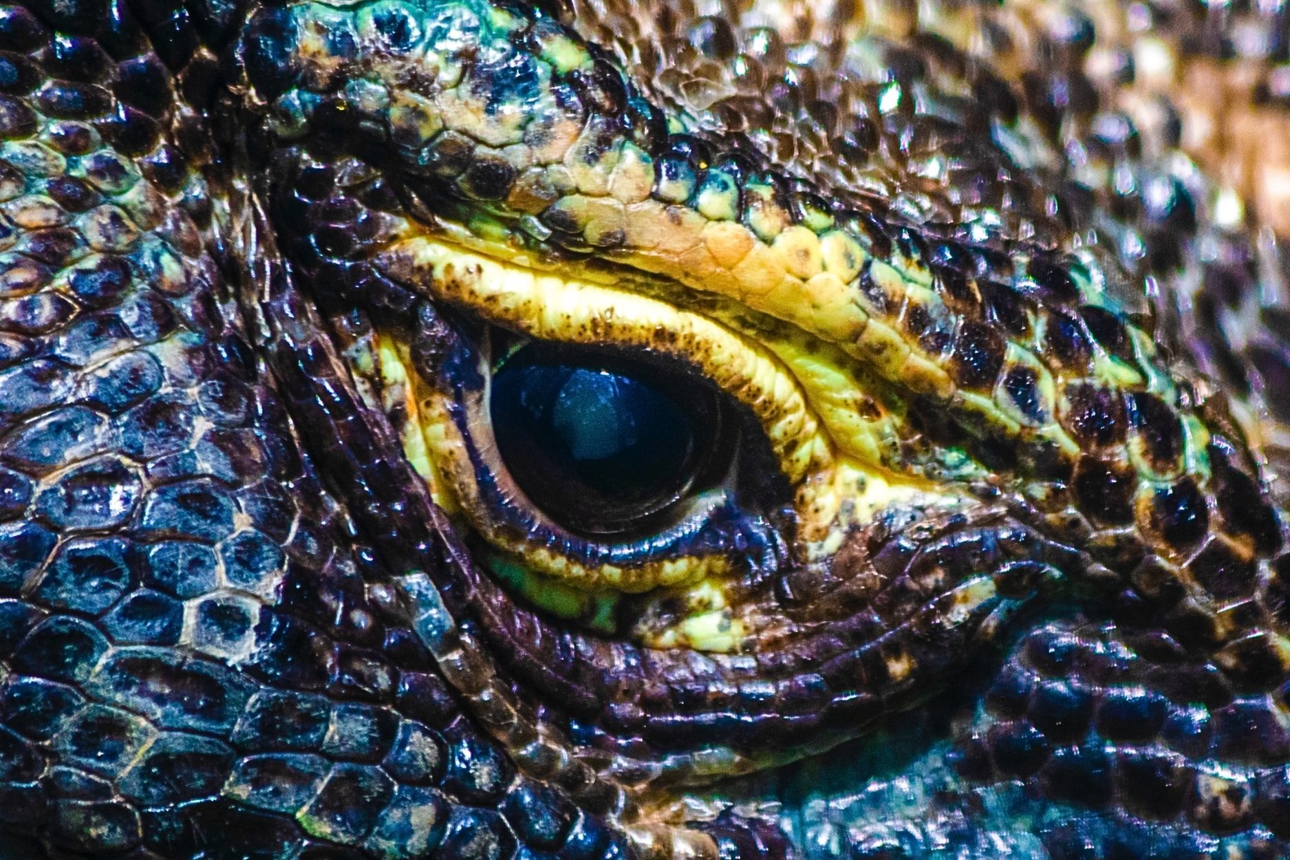 Animal eye