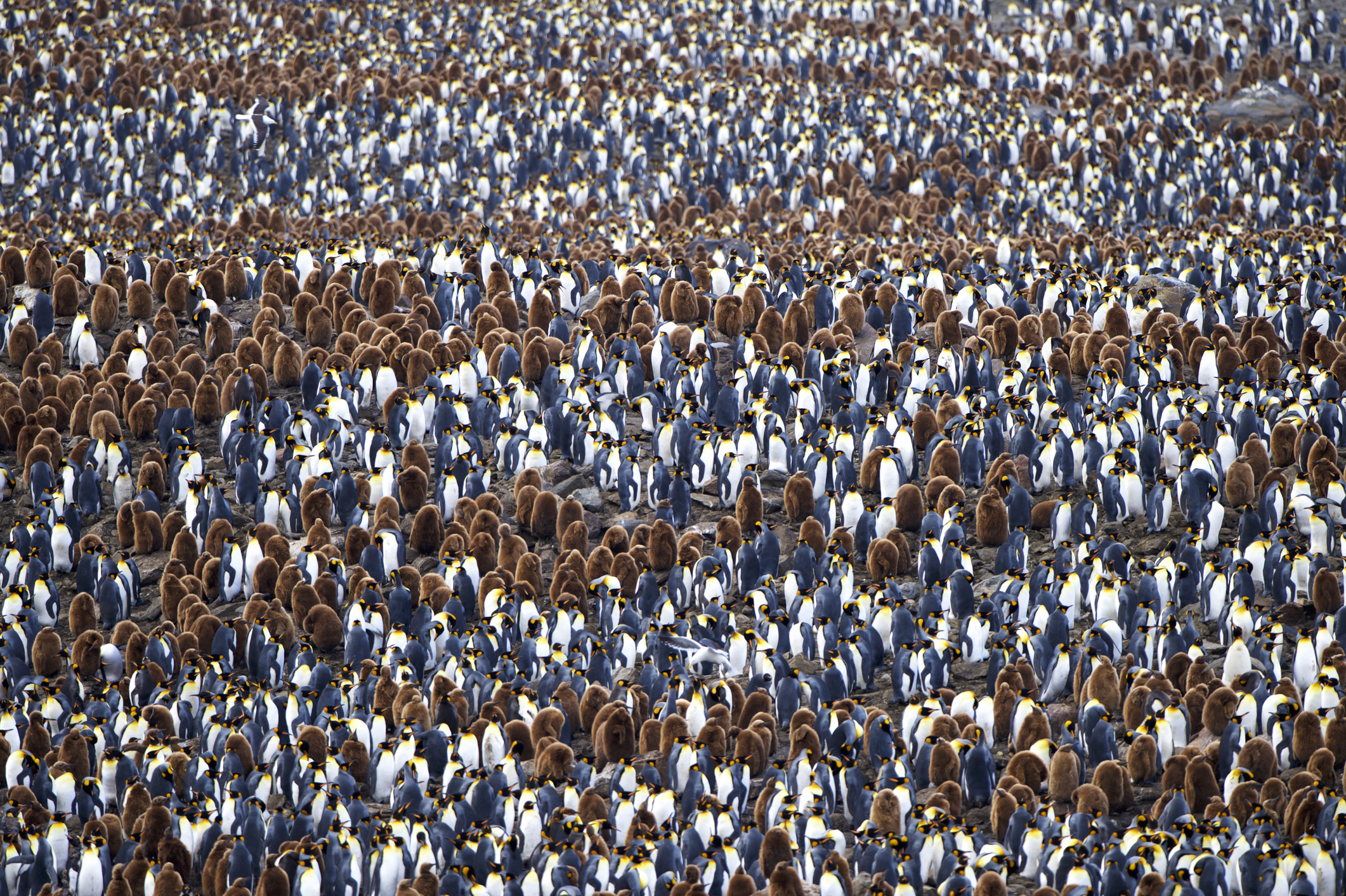 Thousands of king penguins in a colony on South Georgia Island, near Antarctica. Arturo de Frias photography