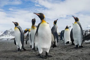A group of king penguins, Aptenodytes patagonicus on South Georgia Island. A group of king penguins. Mint Images - David Schultz/Getty