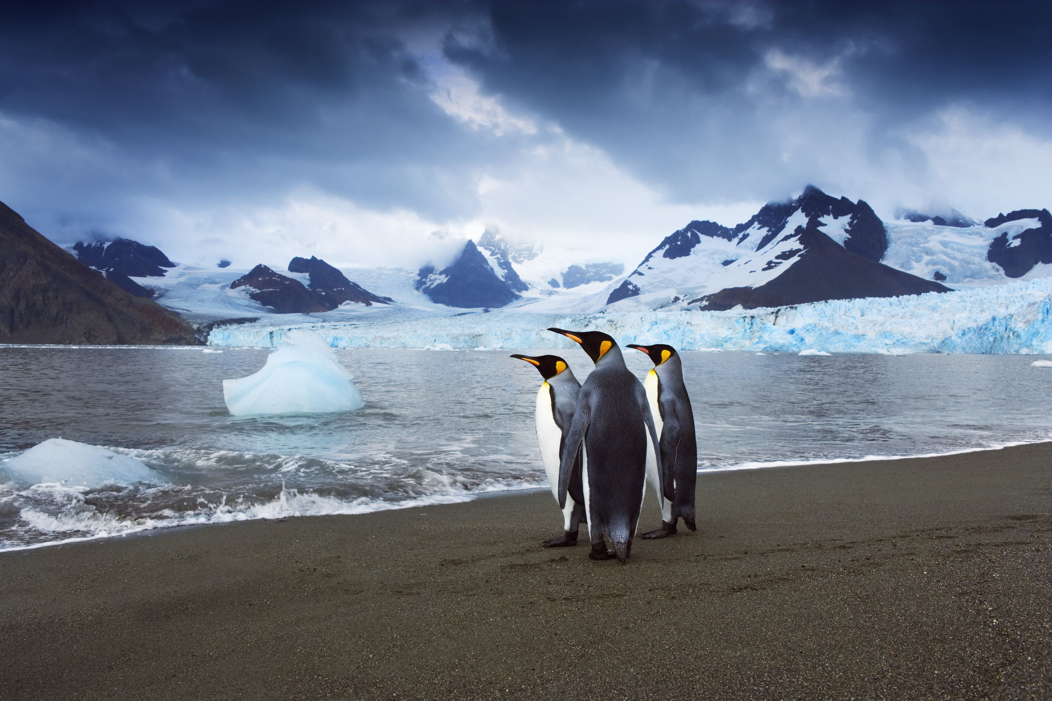 King penguins on South Georgia. Frank Krahmer/Getty