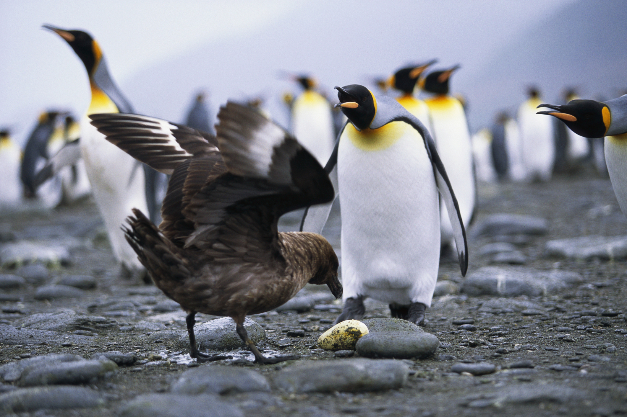 A skua stealing a king penguin egg. Paul A. Souders/Getty