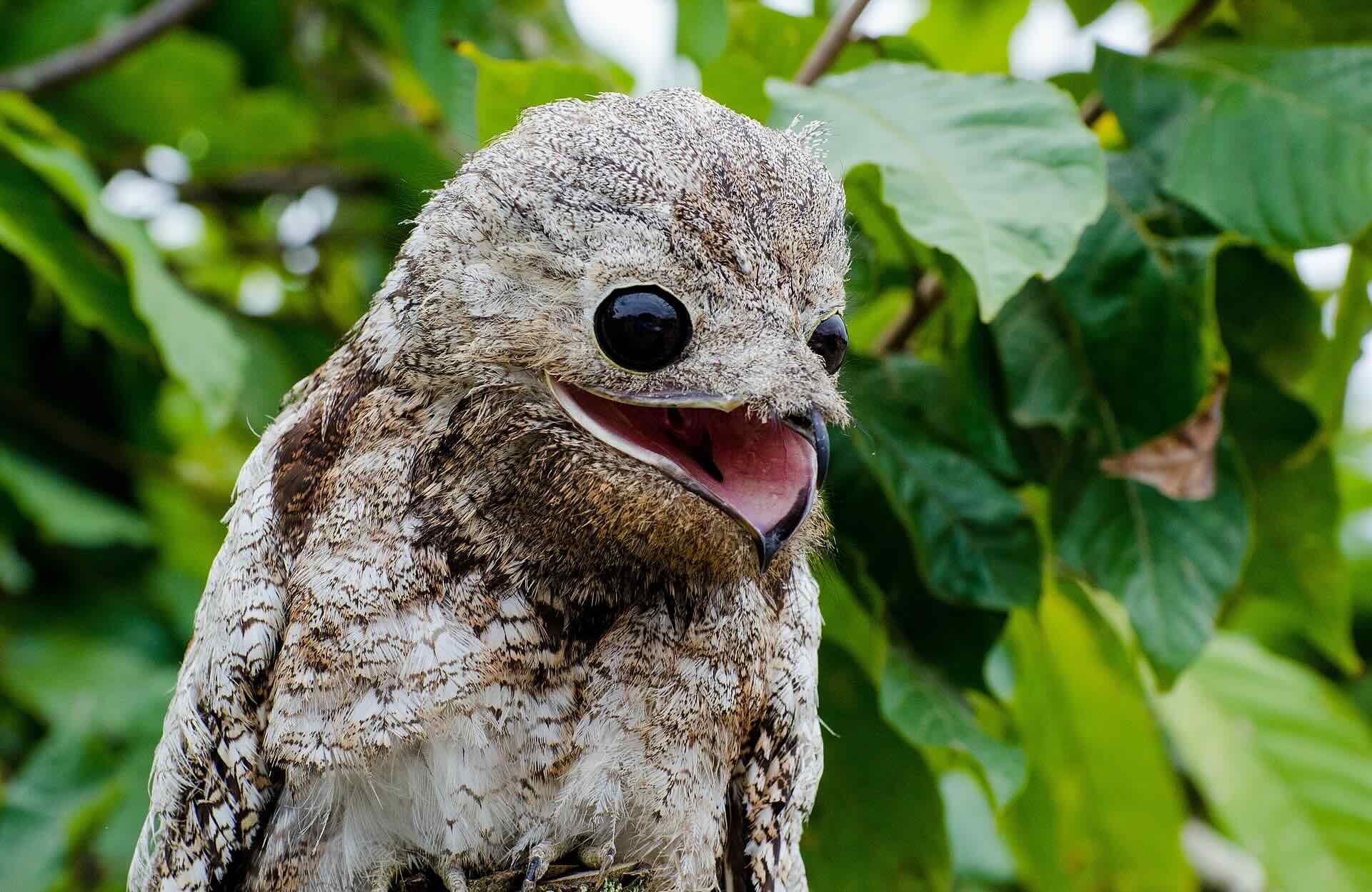 Scariest looking birds