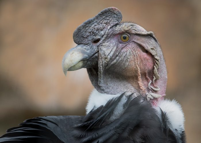 Andean condor scariest looking birds
