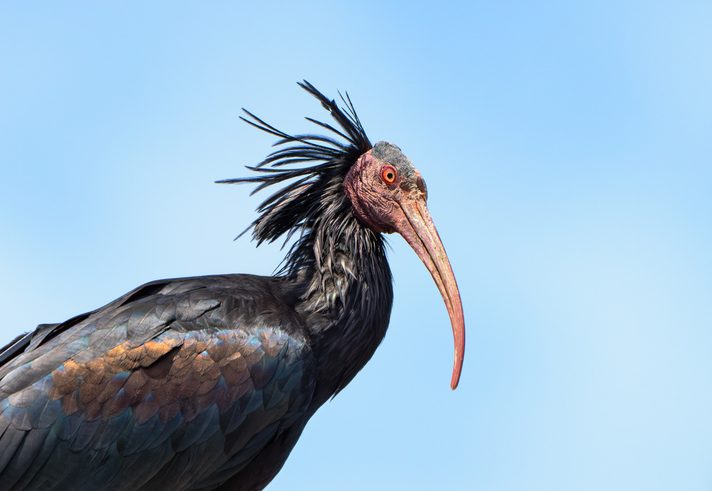 Northern Bald Ibis