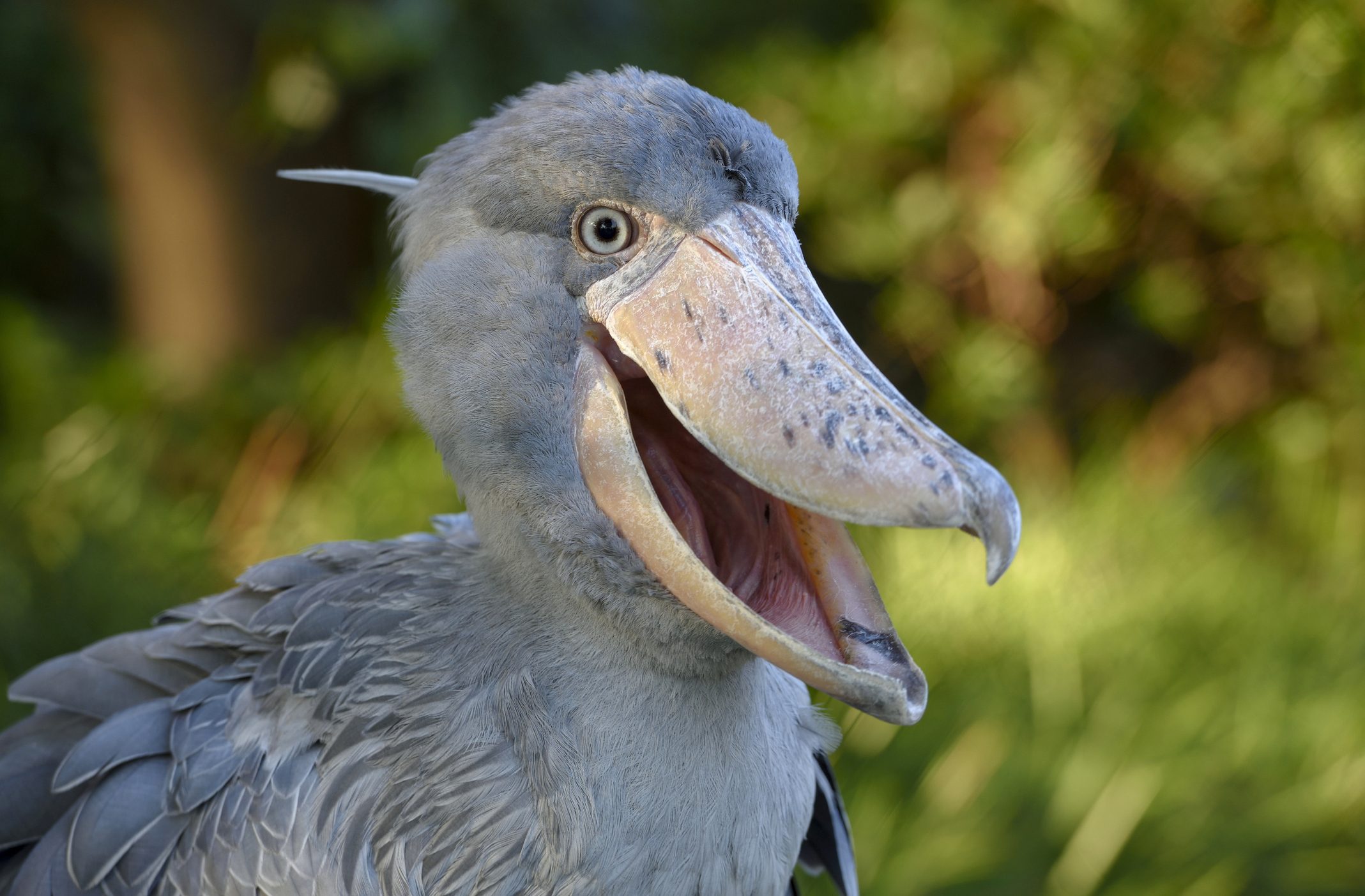 Shoebill scariest looking birds