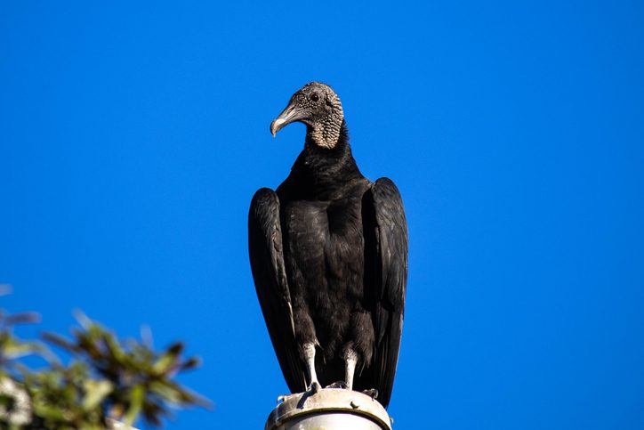 Black vulture
