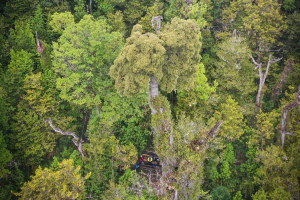 the great grandfather tree patagonian cypress