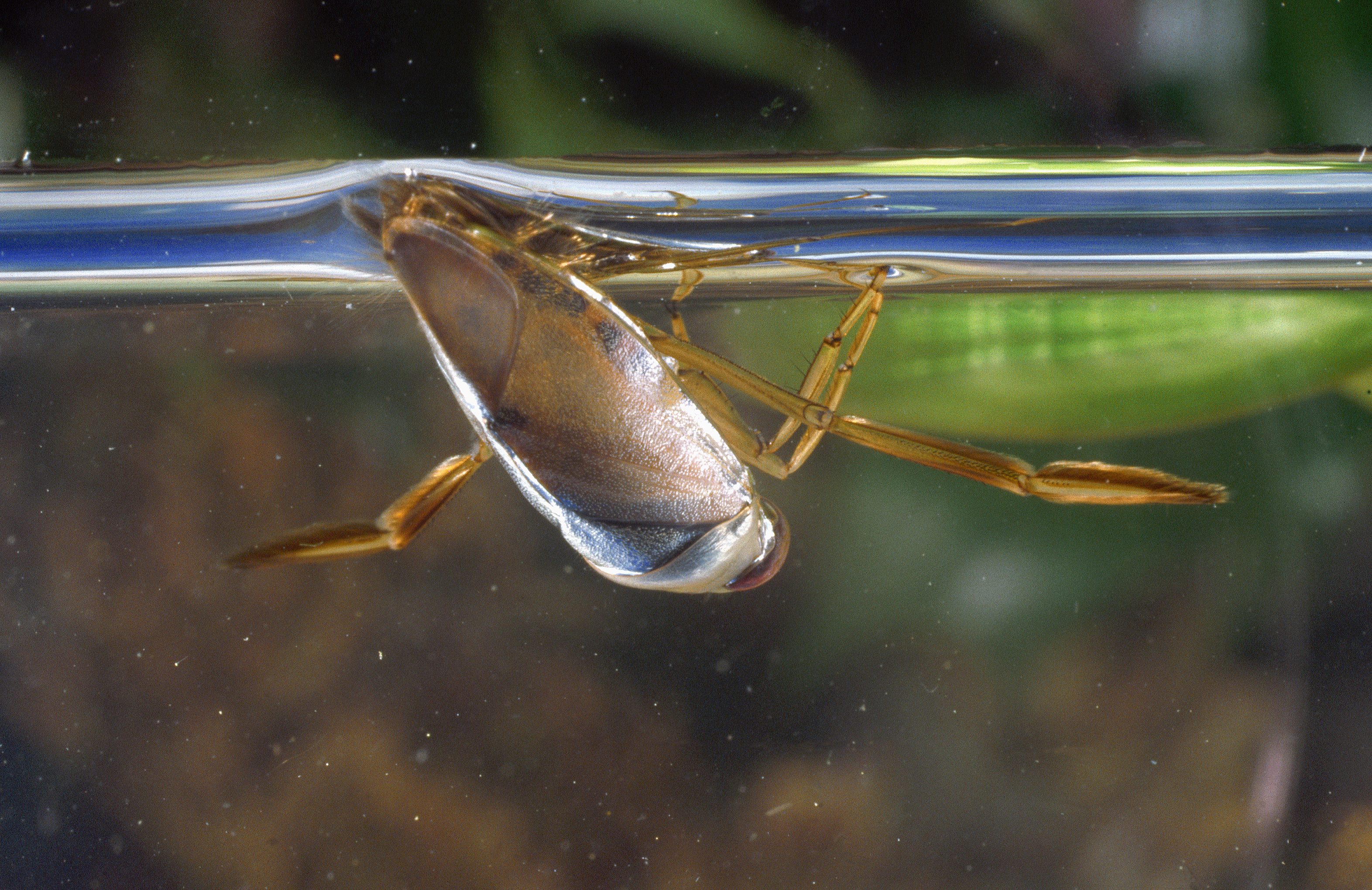 Water Boatman swimming upside down