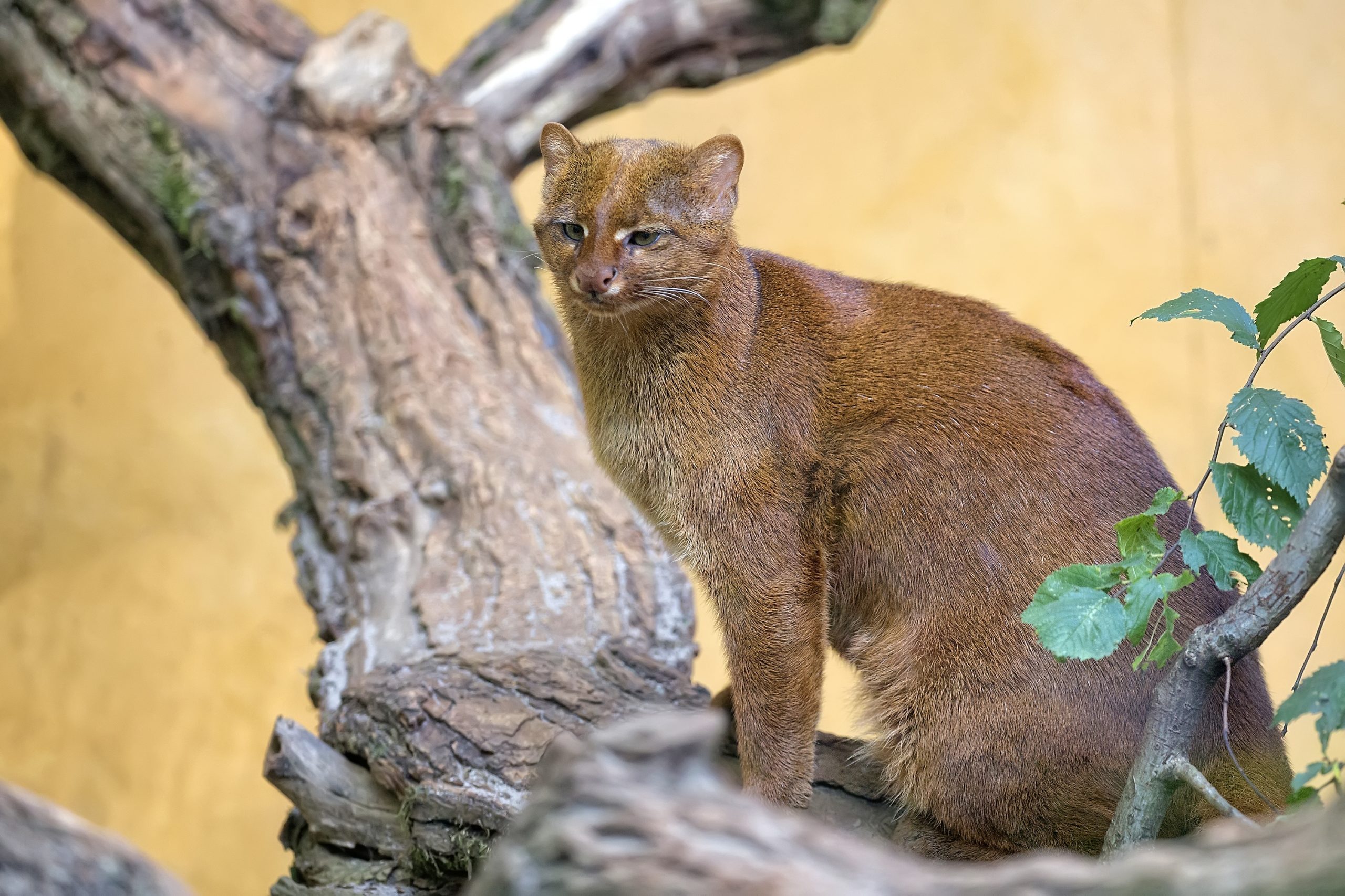 Jaguarundi on the tree branch