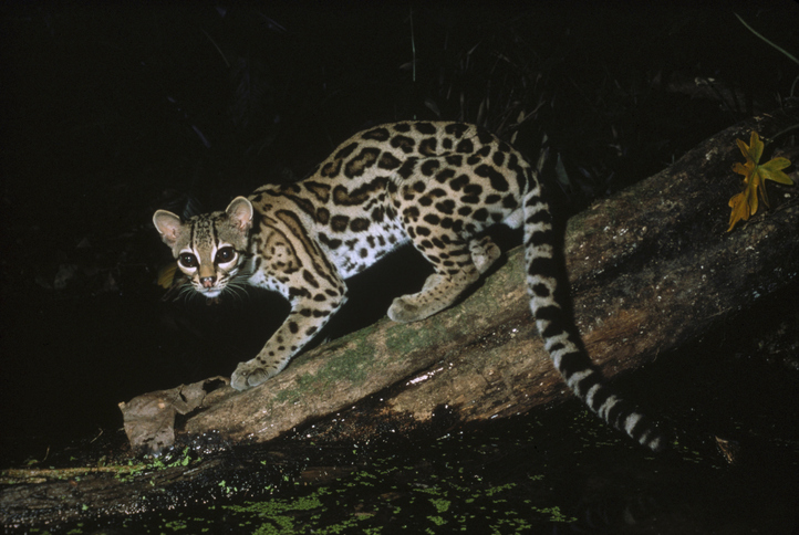Margay cat