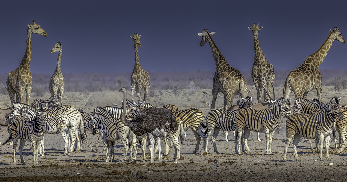 Giraffes, Ostriches and Zebras all together in a group.