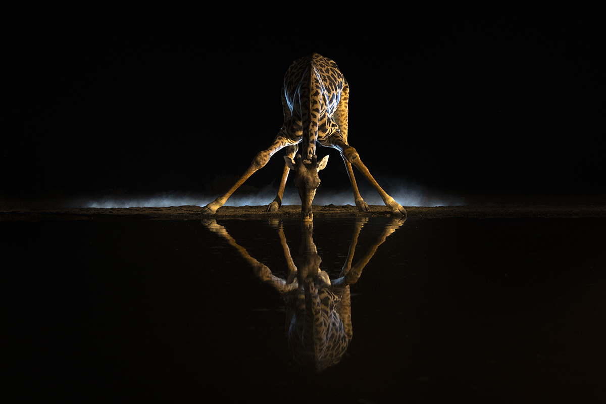 Giraffe crouching over waterhole at night.