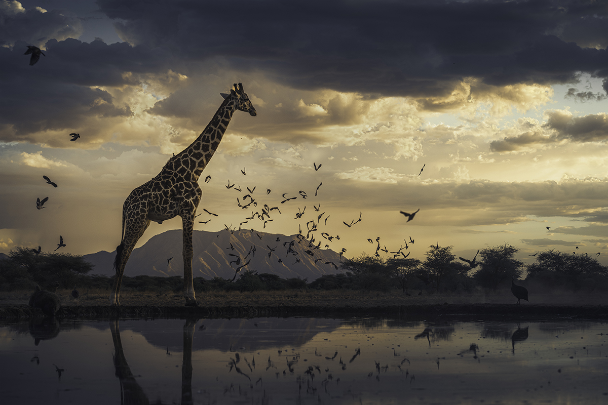 Giraffe and birds at sunset with mountain range in background.