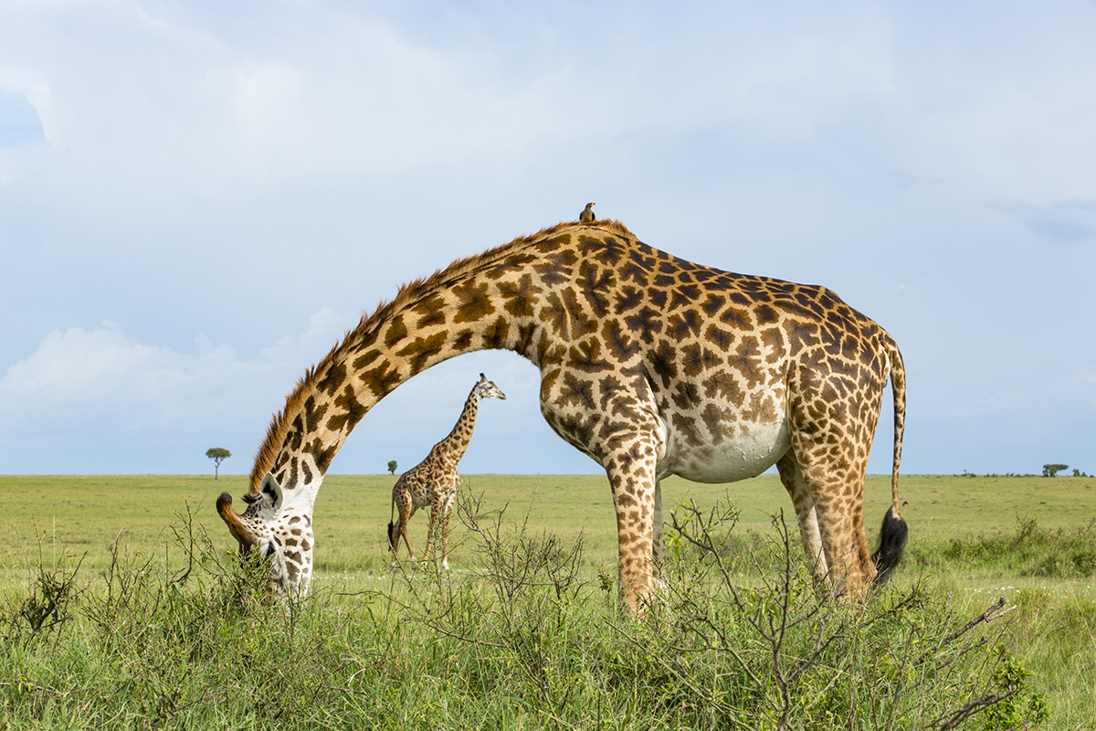 Giraffes eating grass.