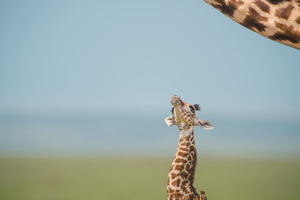 A small giraffe calf looks up at an adult.