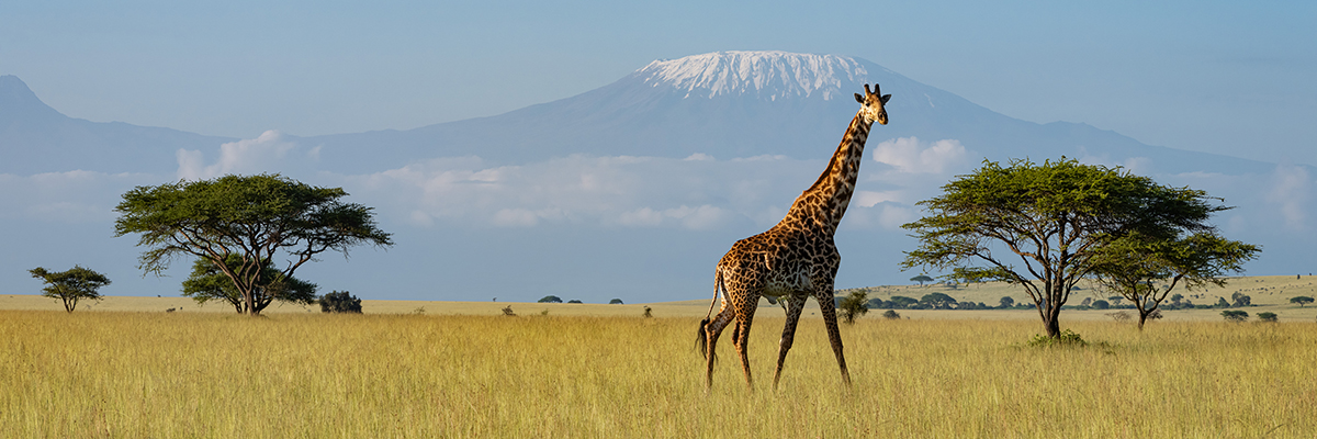 Giraffe walks across grass in front of mountain range.