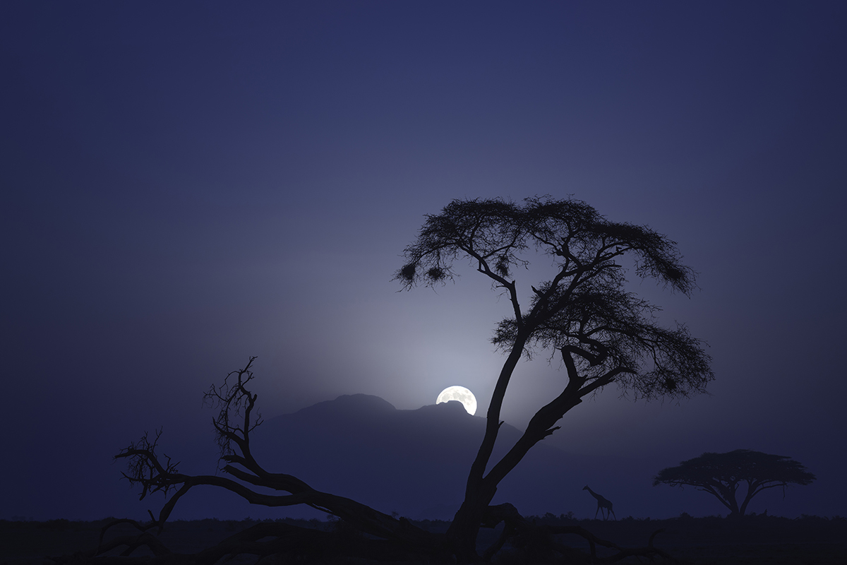 Moon rises about mountain with trees and giraffe silhouette in foreground.