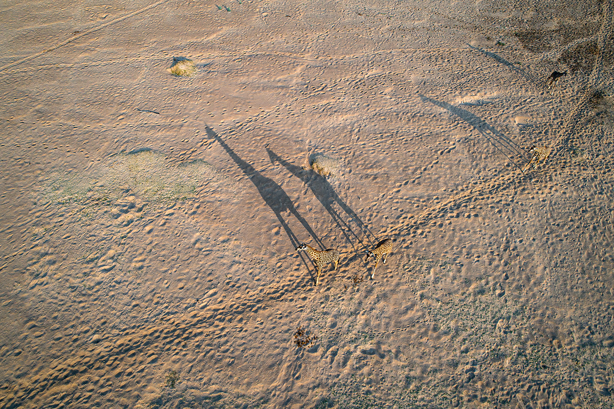 Shadows of three giraffes cast as they walk across sandy ground.