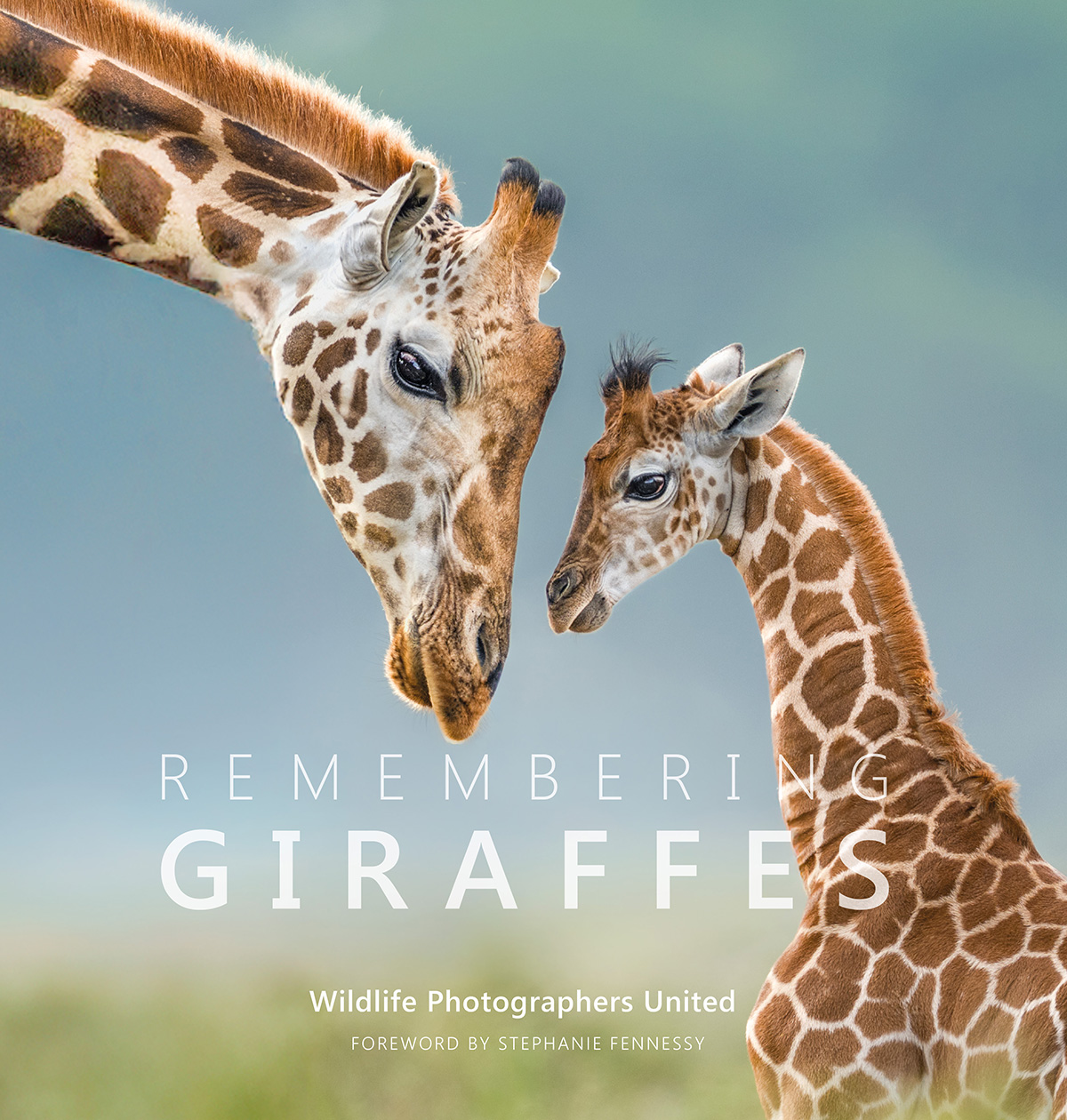 Adult and baby Giraffe close together.