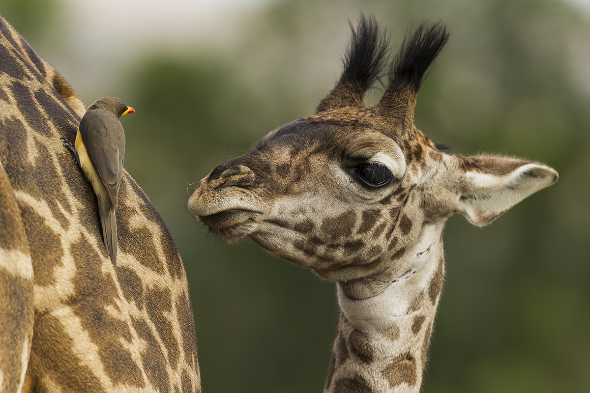Giraffe calf looks at bird perched on adult giraffe's back.