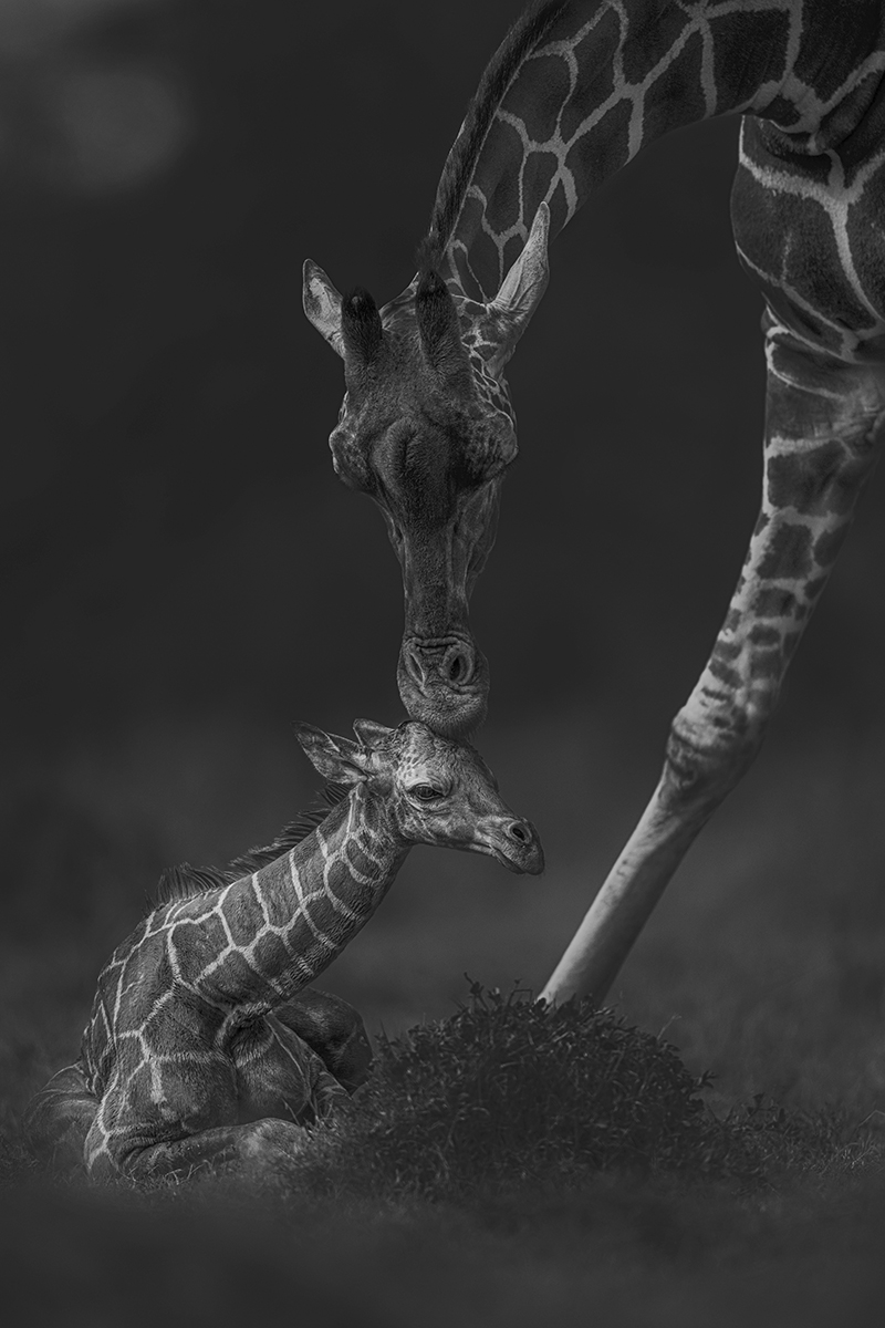Black and white image of adult giraffe placing head on top of calf.