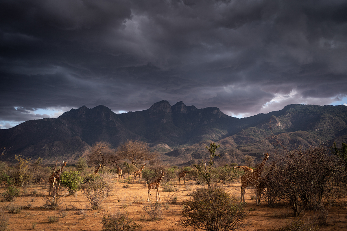 Story sky above mountains and a group of giraffes.