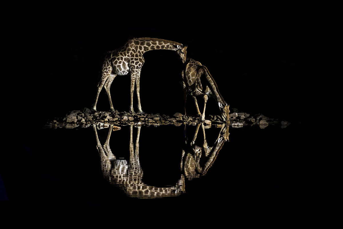 Two giraffes stood side by side reflected in water at night.
