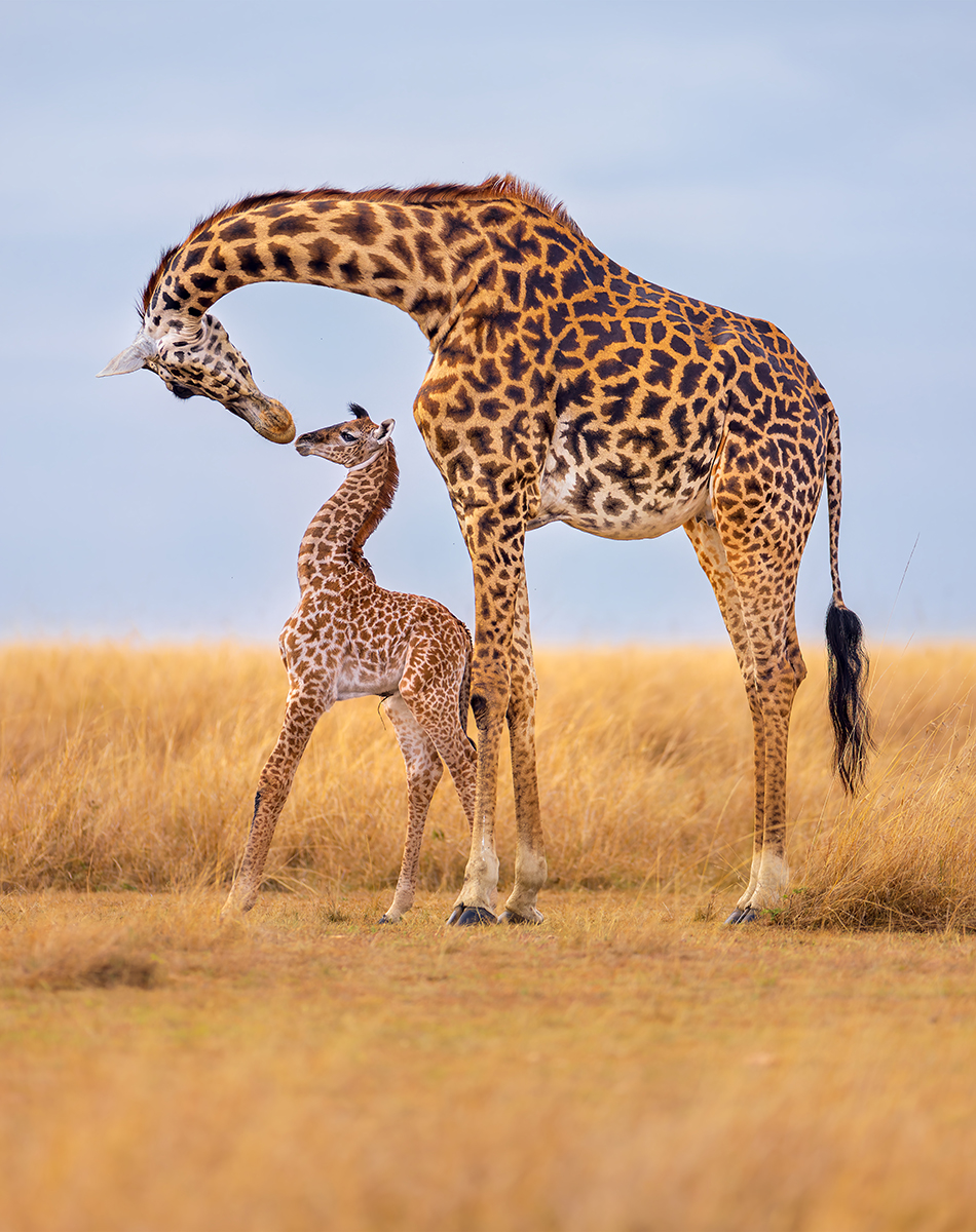Adult giraffe arches neck and looks down at calf.