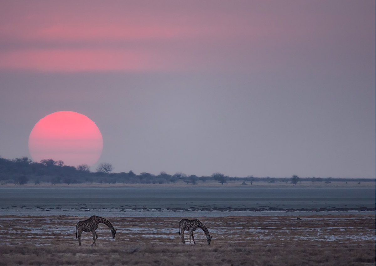 Pink sunset with two giraffes eating on water-logged plain.