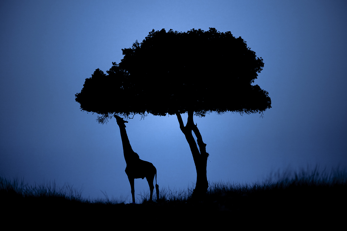 Silhouette of giraffe reaching to eat from tree.