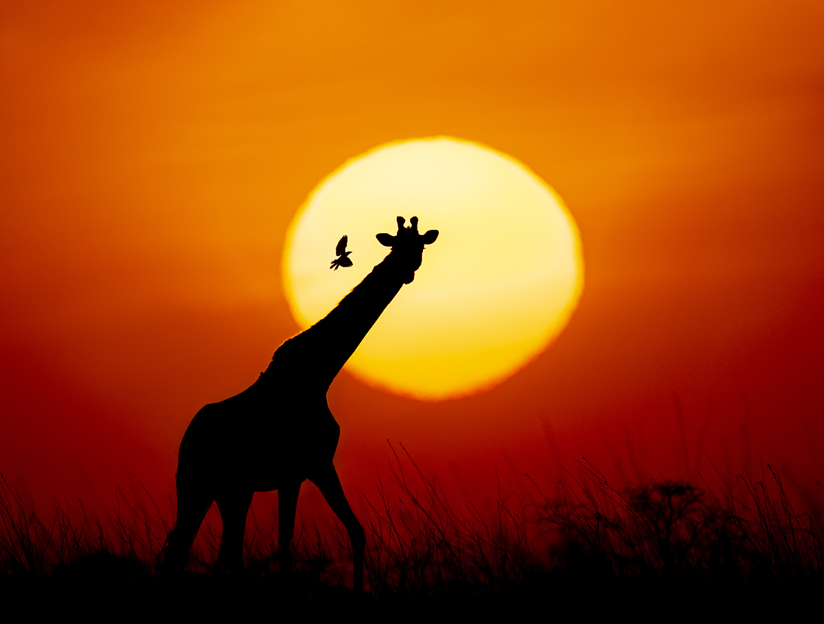 Silhouette of giraffe and bird with Sunset behind and red sky.