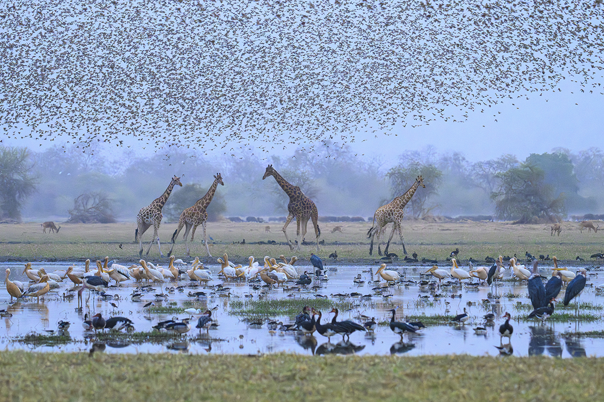 Giraffes with flocks of birds flying above.