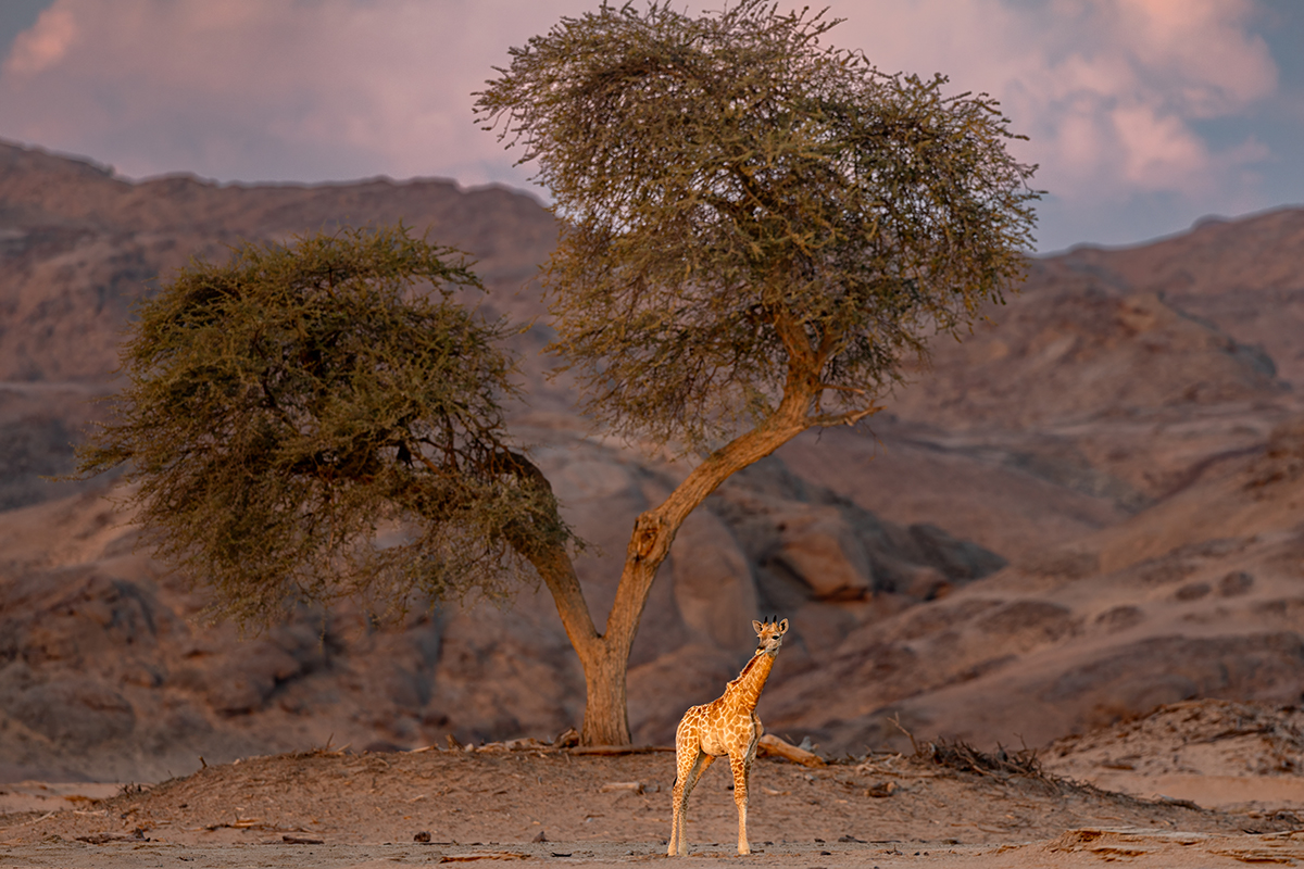 Baby giraffe standing by tree in sunset.