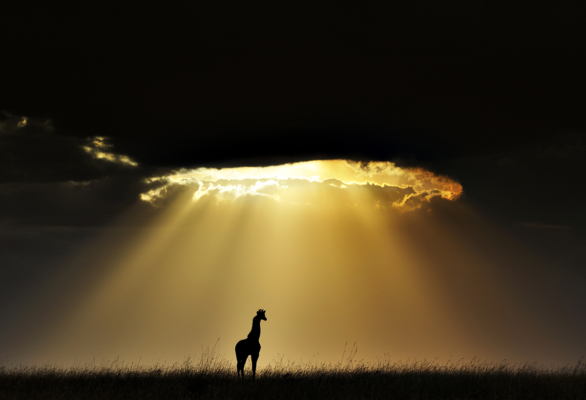 Silhouette of giraffe with beams of golden light through clouds.