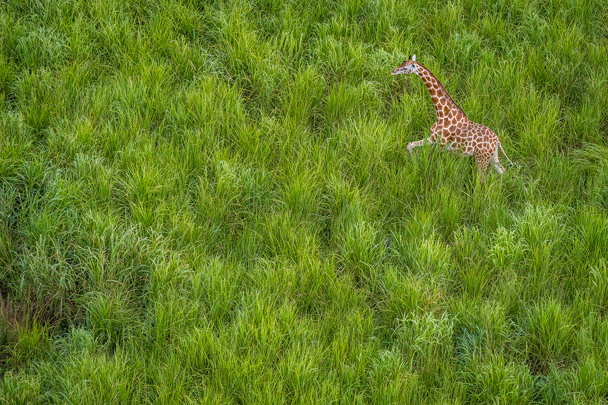 Small giraffe walking through long green grass.