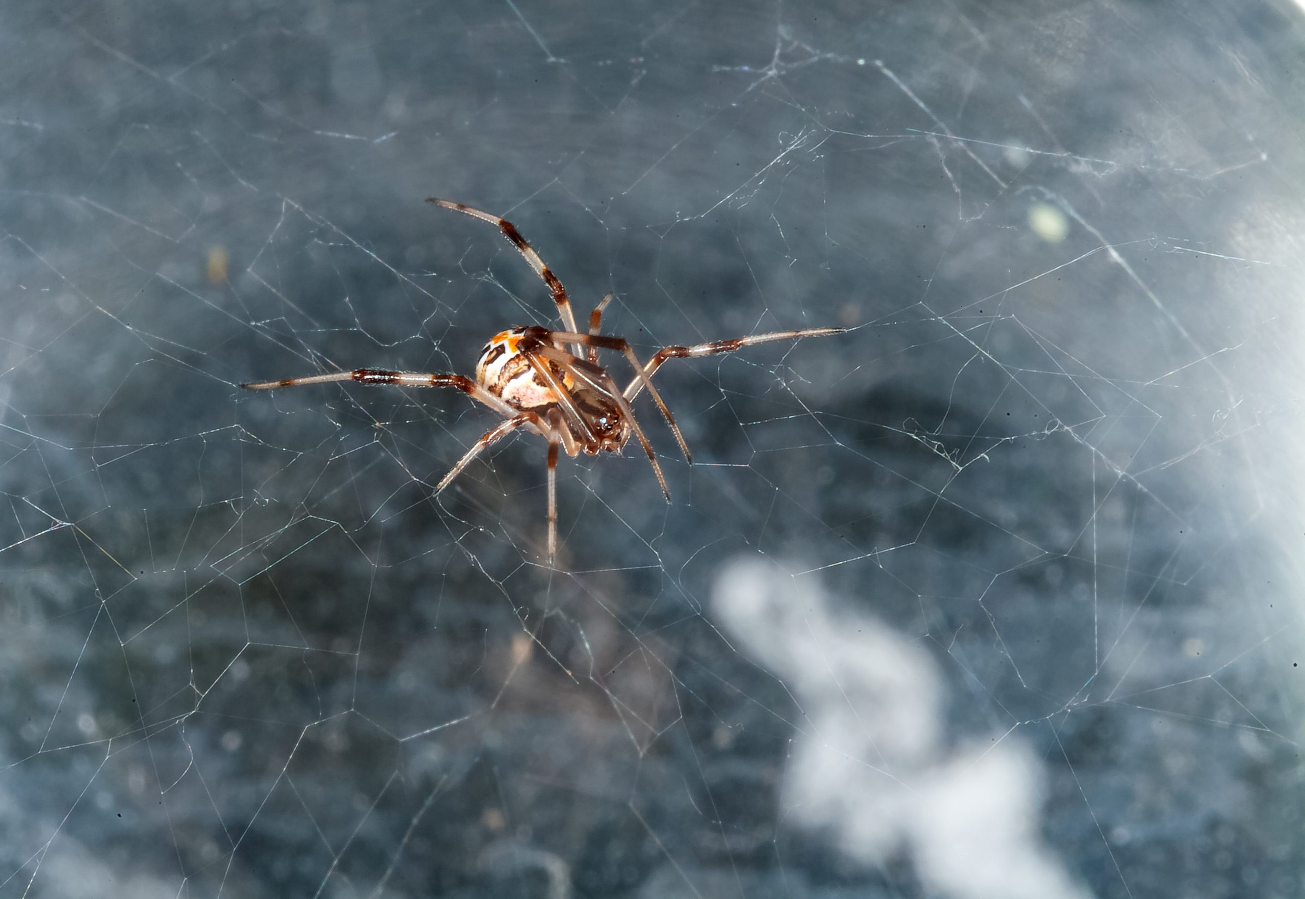 European black widow