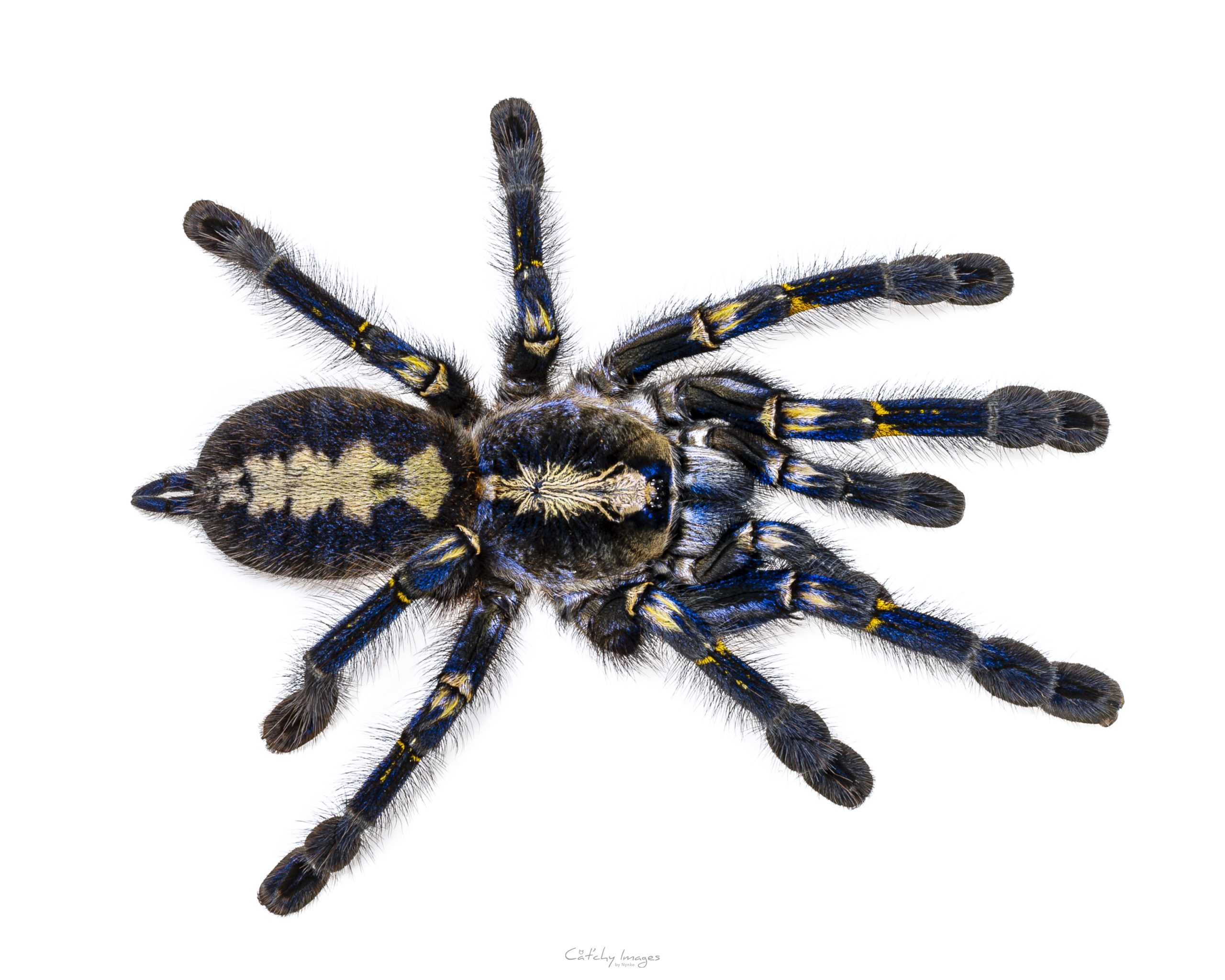 Spectacular male Poecilotheria metallica aka Peacock Tarantula. Top view, isolated on a white background.