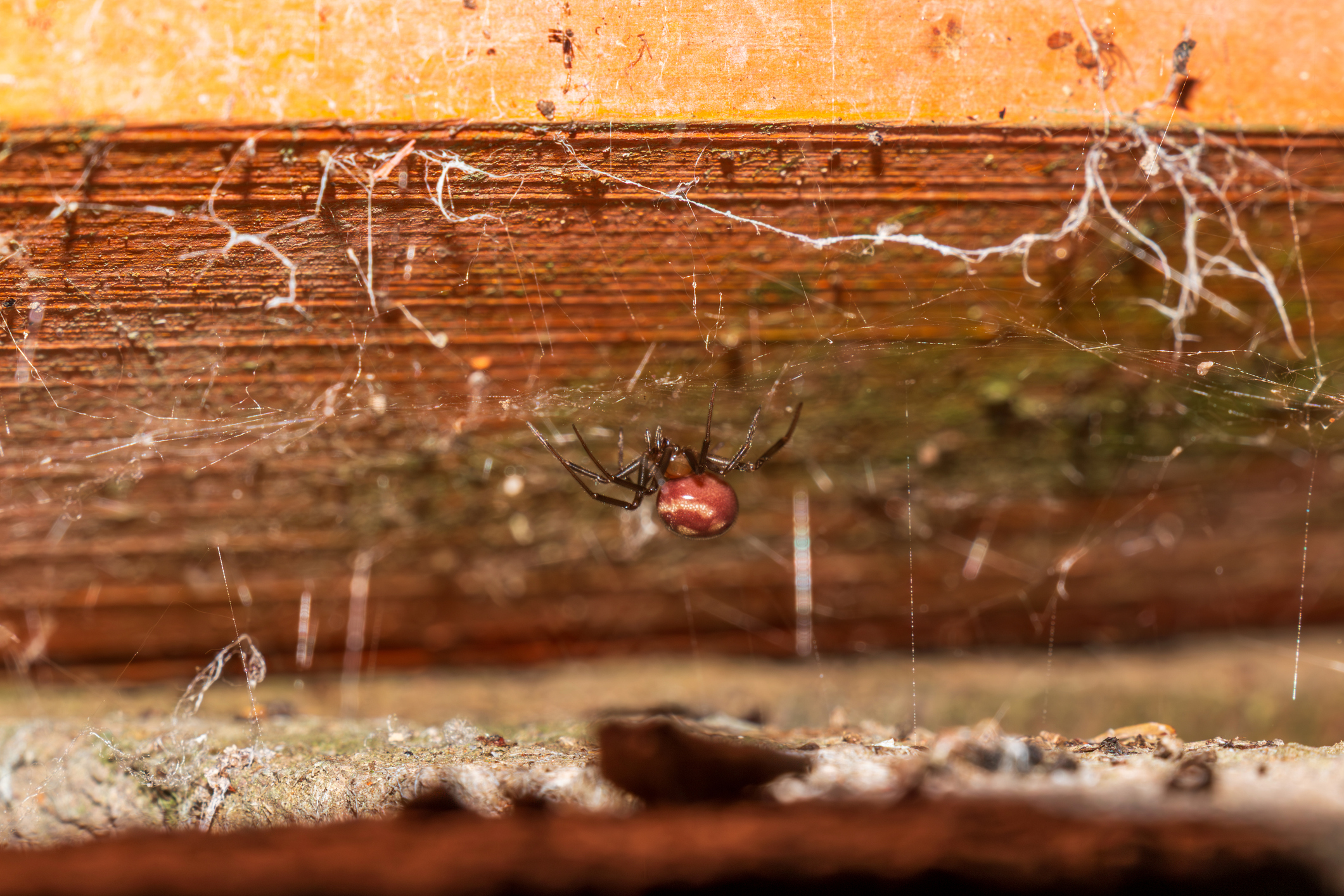 A female Katipō spider (Latrodectus katipo) hangs upside down beneath aged timber in New Zealand, surrounded by delicate web strands
