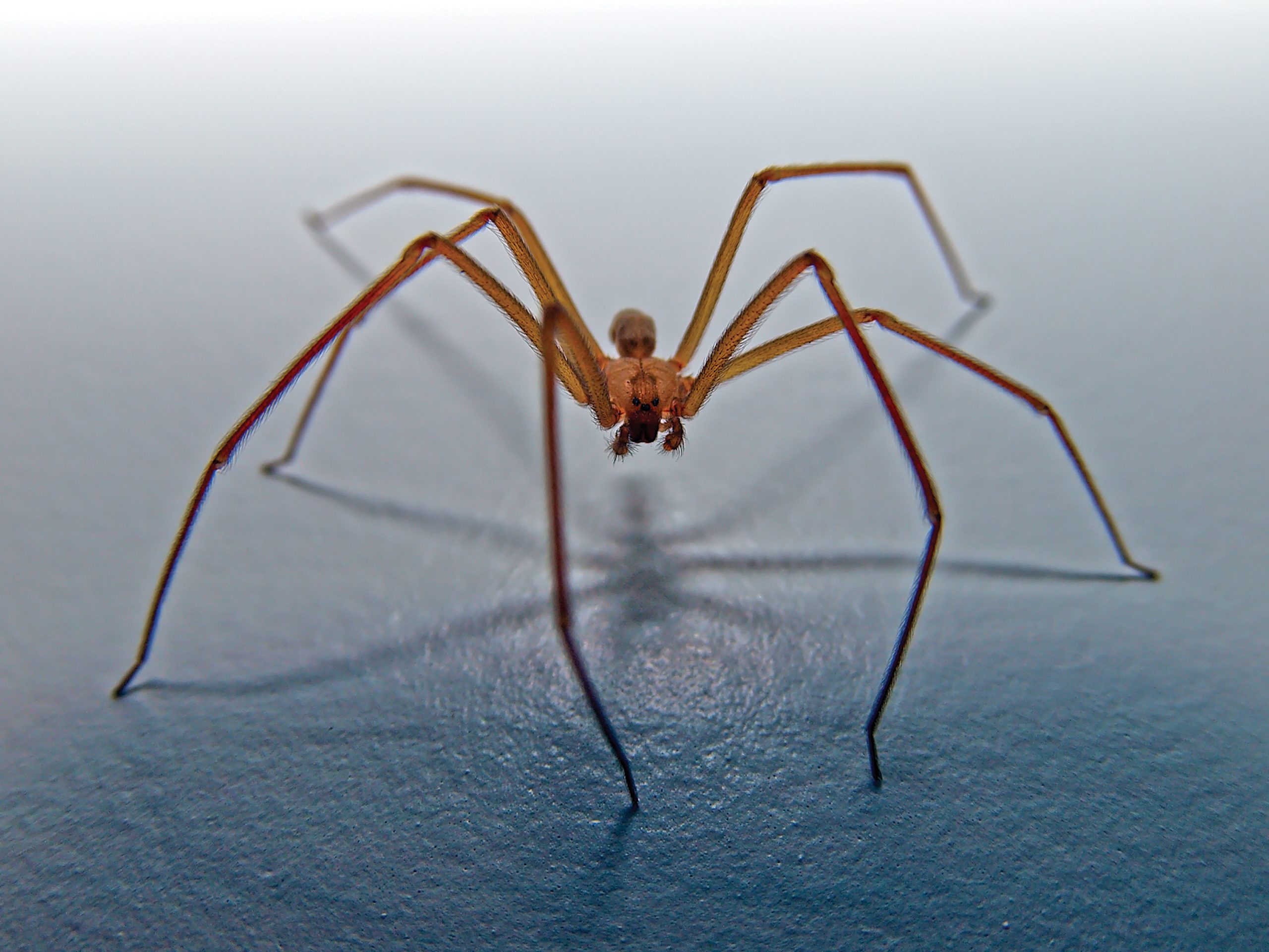  A Brown Recluse Spider native to Arizona crawling on a wall hunting for prey.