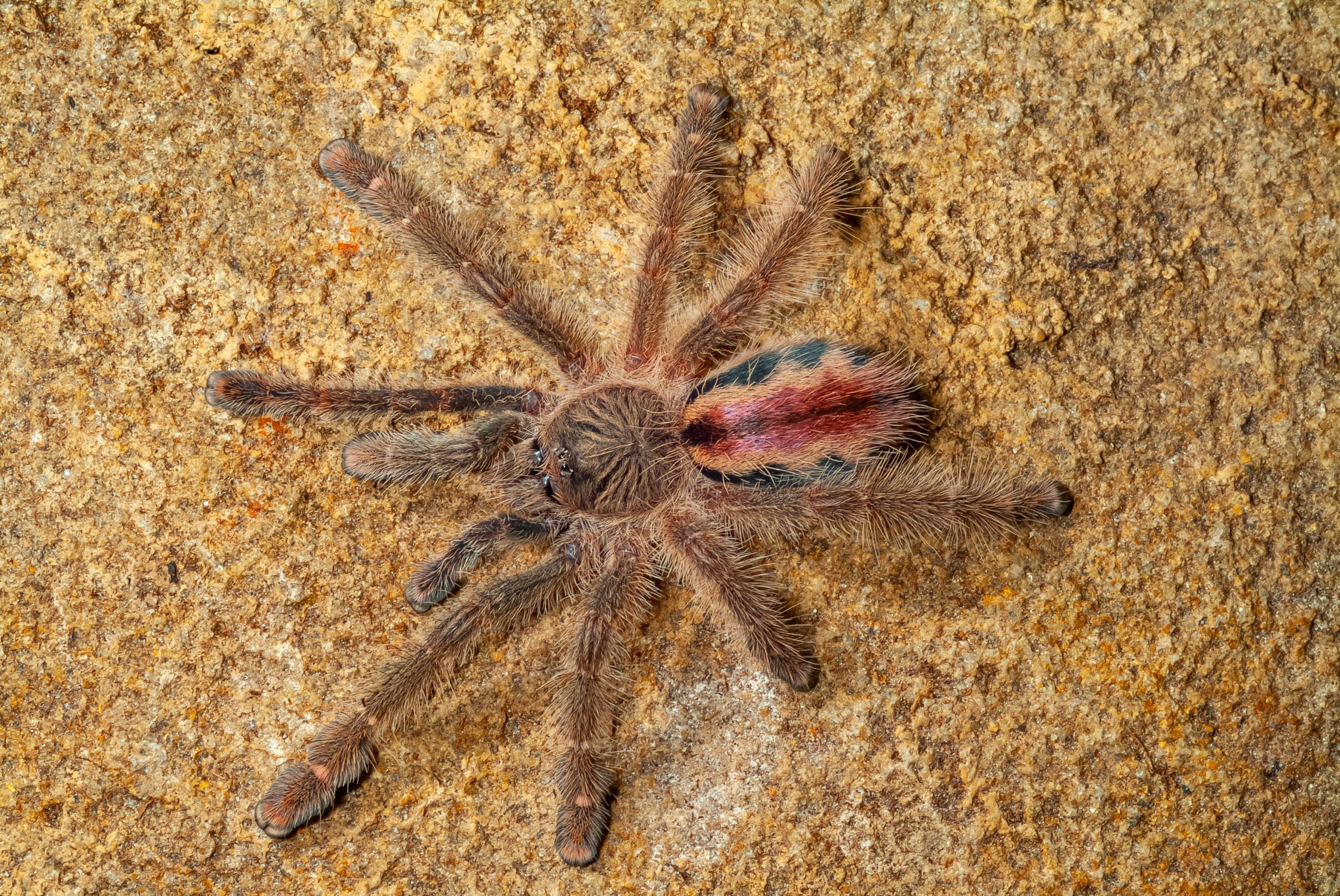 Stromatopelma calceatum – Featherleg Baboon tarantula spider 
