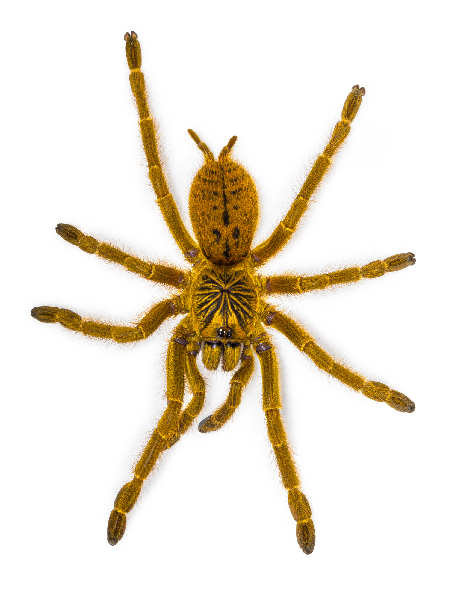  Orange baboon tarantula spider. Top view, Isolated on white background.
