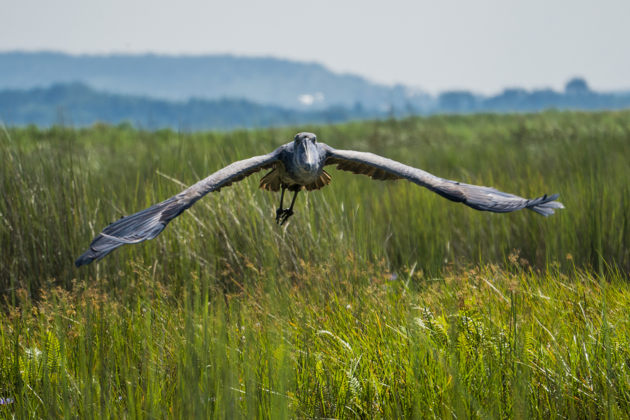 A shoebill in flight