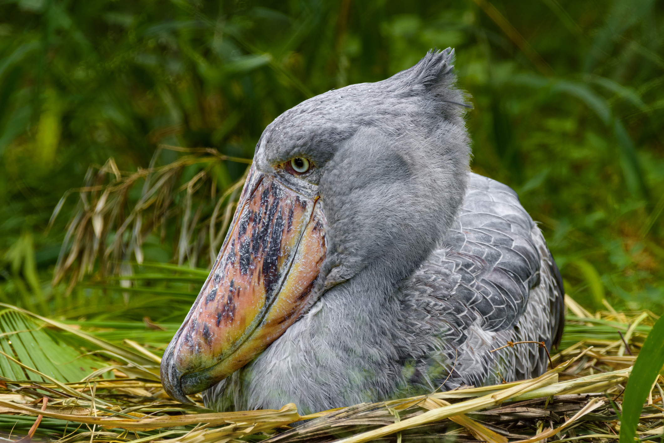 Close-up of a shoebill on a nest in a swamp