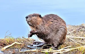 Beaver-in-Canada-_-Robert-McGouey--Getty_623-f0ca82c A side view image of an adult beaver 'Castor canadesis' sitting looking around from the edge of his pond.