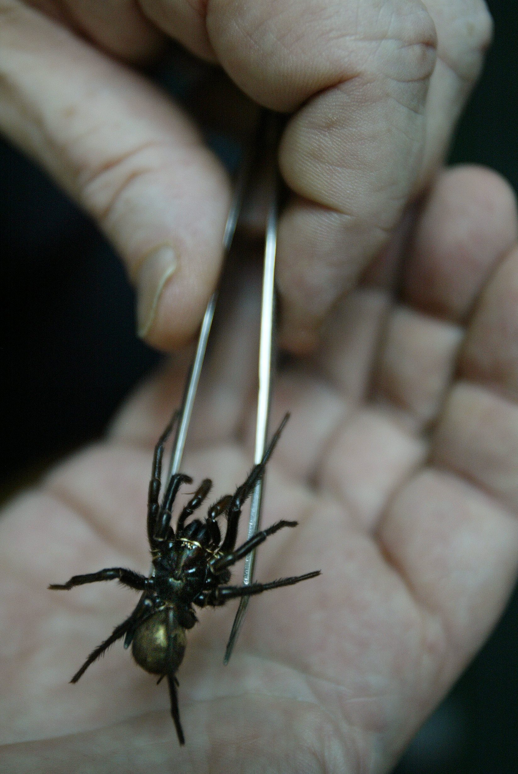 A specimen of a dead spider is held with tweezers against someone's hand for scale